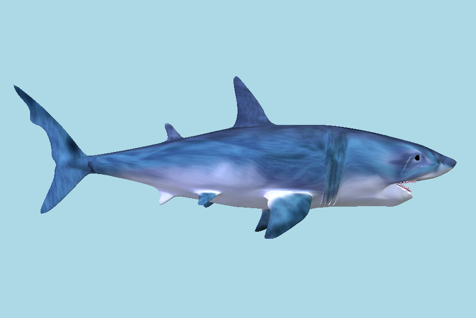 Scary Shark 3d model