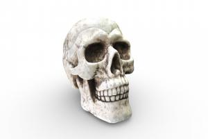 Skull Container cranium, mandible, box, santa_cruz, skull, container