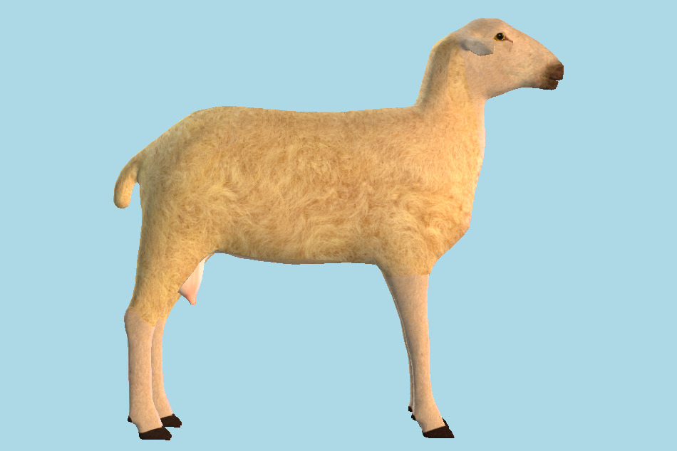 Domestic Sheep 3d model