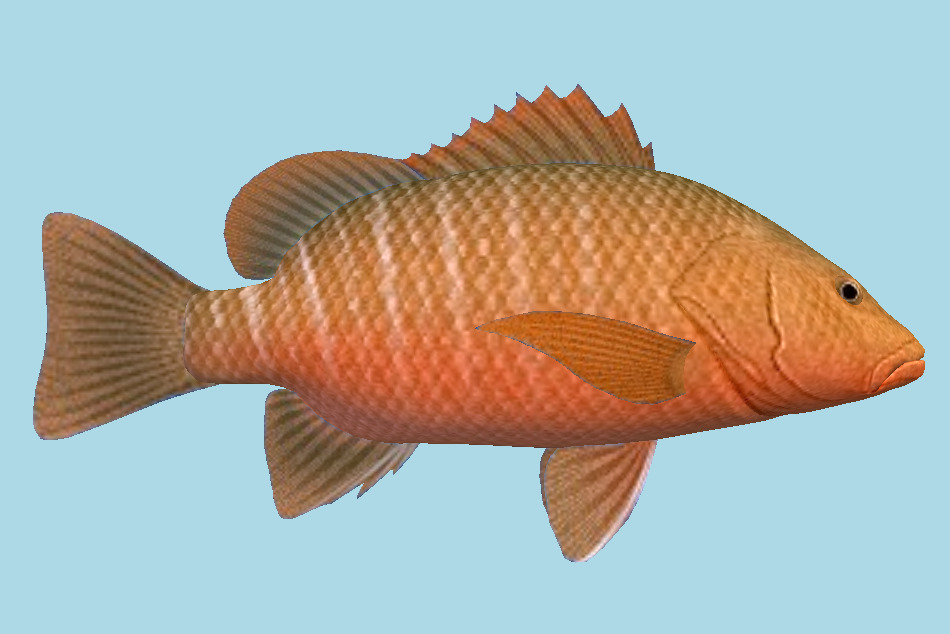 Mangrove Snapper Fish 3d model