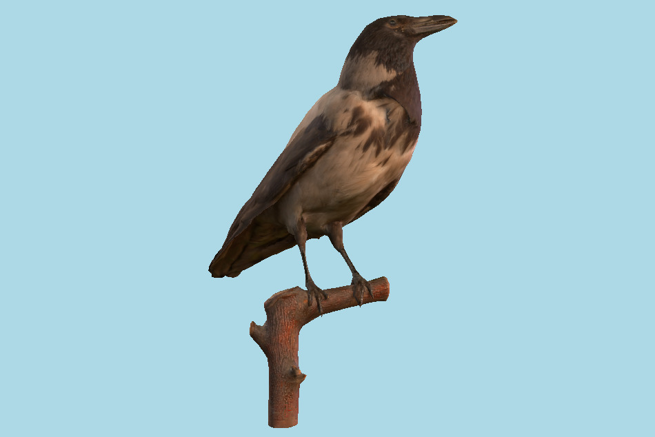 Crow 3d model