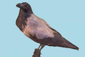 Crow bird, crow, kraai, animal