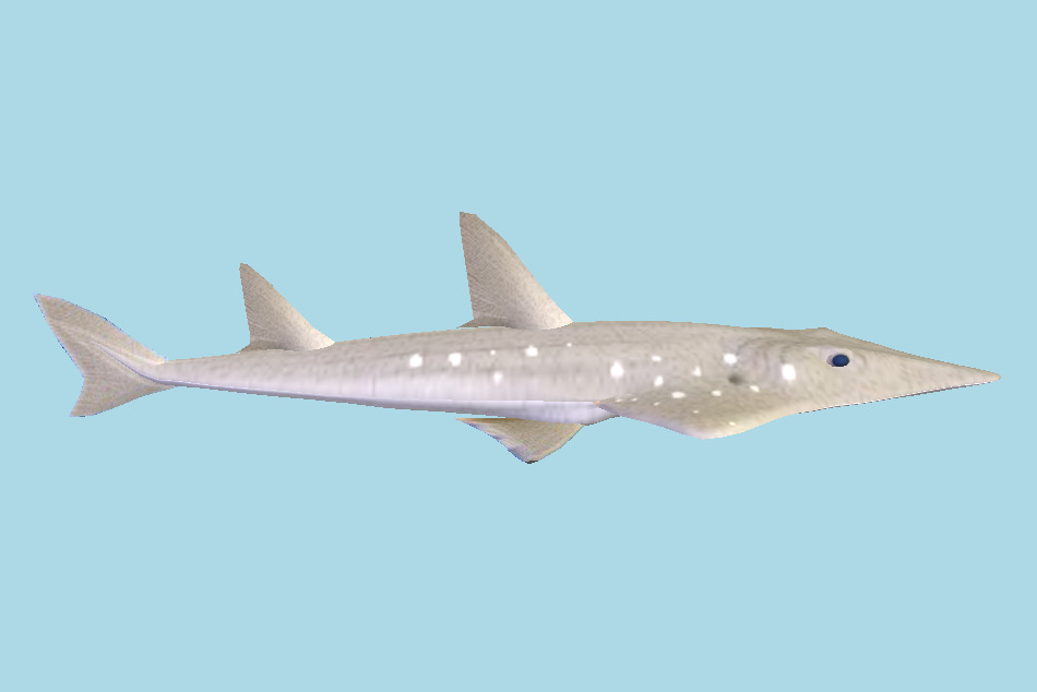 Shovelnose Guitarfish Shark 3d model