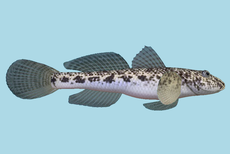 Round Goby Fish 3d model