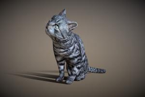 3DRT cat, cute, kitty, pet, realtime, feline, domestic, gamedev, stripes, kitten, furry, optimized, animated-rigged, domestic-animal, animated-models, character, cartoon, game, lowpoly, mobile, gameasset, house, animal, animated, black, gameready, domestic-cat, pussy-cat, grey-cat, striped-cat, animated-cat-model