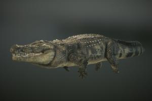 Nile Crocodile Swimming crocodile, dinosaurs, animal, monster