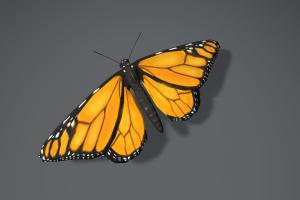 Monarch Butterfly urban, obj, fbx, game-asset, buterfly, mobilegames, low_poly, lowpoly, blender3d, creature, animal, animated, textured, rigged, texture-painted