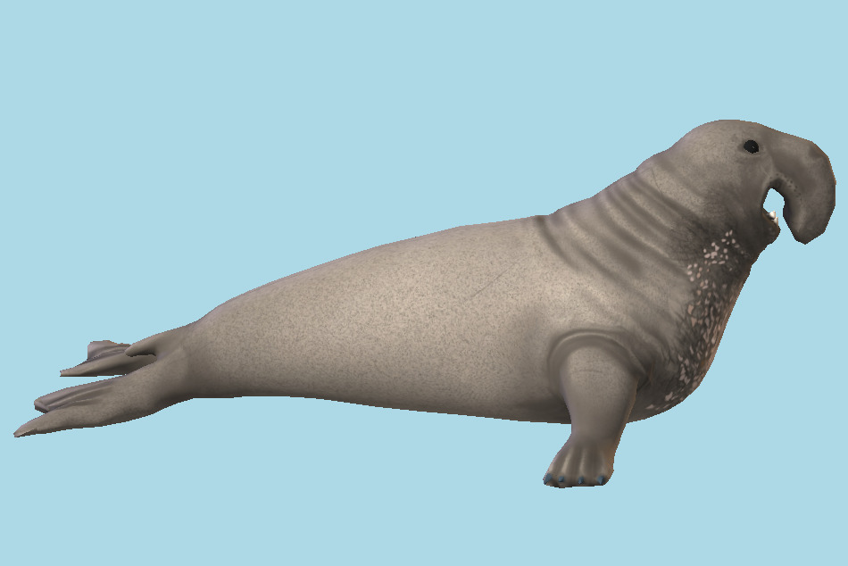 Elephant Seal low poly PBR not rigged 3d model