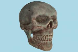 Human Skull skull, bones, bone, cranium, anatomy, skeleton, medical, human, study, dead, jaw
