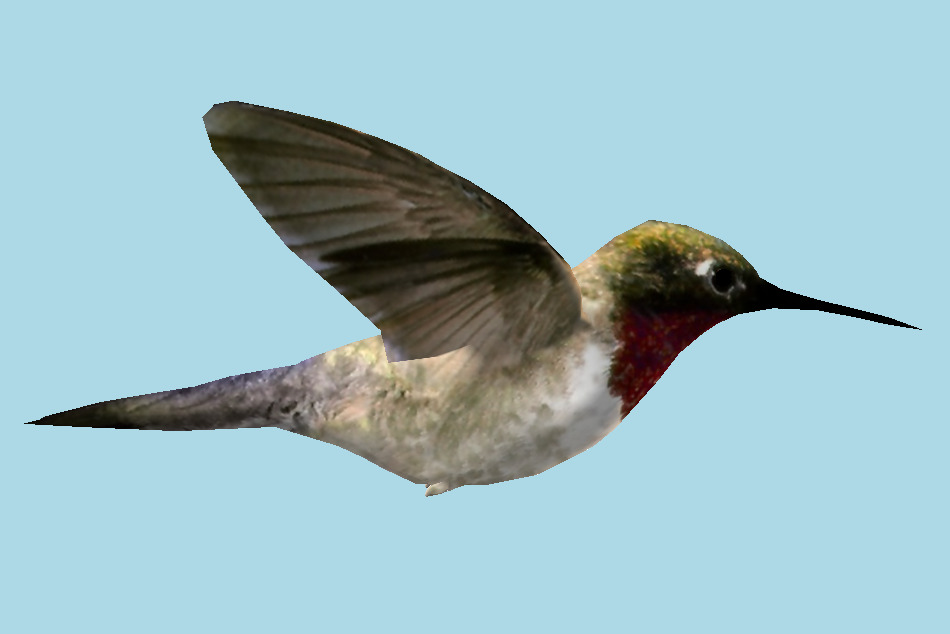 Humming Bird 3d model