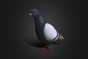 Rock Dove bird, pigeon, urban, dove, obj, fbx, nature, game-asset, mobilegames, low_poly, lowpoly, blender3d, creature, animal, animated, textured, rigged, texture-painted, rock_dove