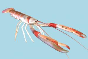 Lobster lobster, prawn, crab, sea-creature, fishing, sea, creature, nature