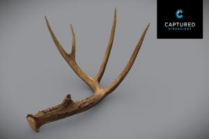 Medium White-Tailed Deer Left Shed Antler 1 vfx, organic, gaming, videogame, visualization, photorealistic, deer, architectural, 3dscans, 3dscanning, nature, antler, highdetail, photogrammetry, animal, cinematics