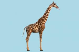 Free Giraffe 3D Models Download