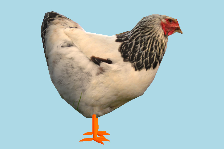 Hen Chicken 3d model