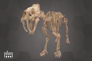 Saber-Toothed Cat (NHMW-Geo 2016/0066/0001) skeleton, fracture, pleistocene, fossil, vienna, sabertooth, sabertoothedcat, nhmvienna, nhmw