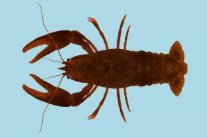 Crayfish lobster, crab, crayfish, fish, sea-creature, fishing, sea, nature, ocean