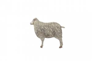 Sheep sheep, buck, mammal, domestic, gamedev, farm, cattle, woolly, wool, lowpolymodel, animatedcharacter, domestic-animal, cattle-farming, farm-animal, 3d, lowpoly, gameasset, animal, animated, 3dmodel, gameready, mutton, woollyback, jumbuck