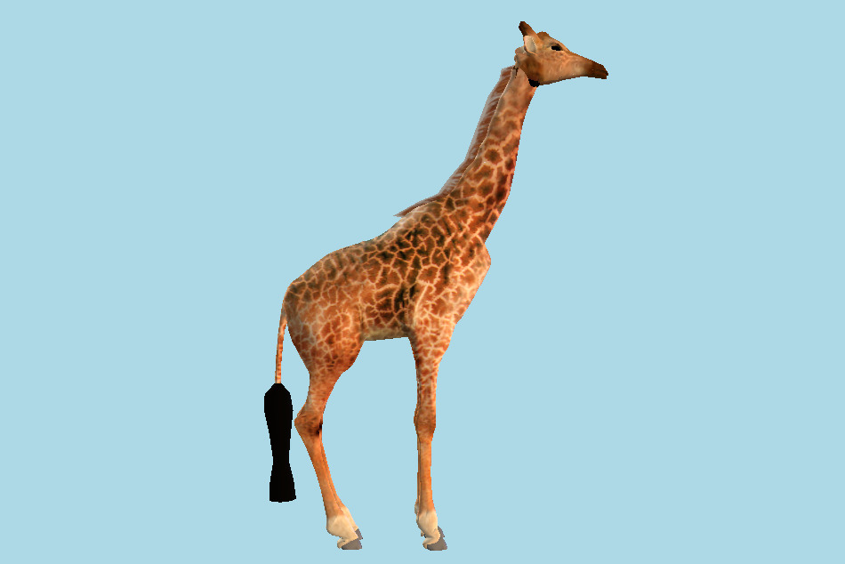 Masai Giraffe 3d model