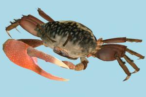 Crab crab, fiddler, sea-creature, fish, fishing, lake, sea, nature, ocean