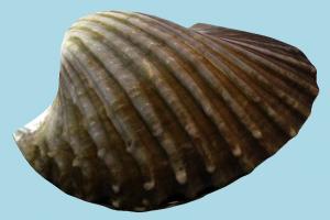Tegillarca Granosa seafood, sea-creature, underwater, ocean, clam, tegillarca, granosa, ocean, shell, snail, conch, scanned