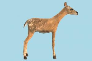 Deer deer, gazelle, elk, reindeer, animal, animals, wild, nature, mammal, ruminant, zoology, predator, prey