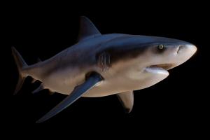Bull shark (Carcharhinus leucas, Zambezi shark) shark, ocean, bull, aquatic, jaws, carcharhinus-leucas, cinema4d, c4d