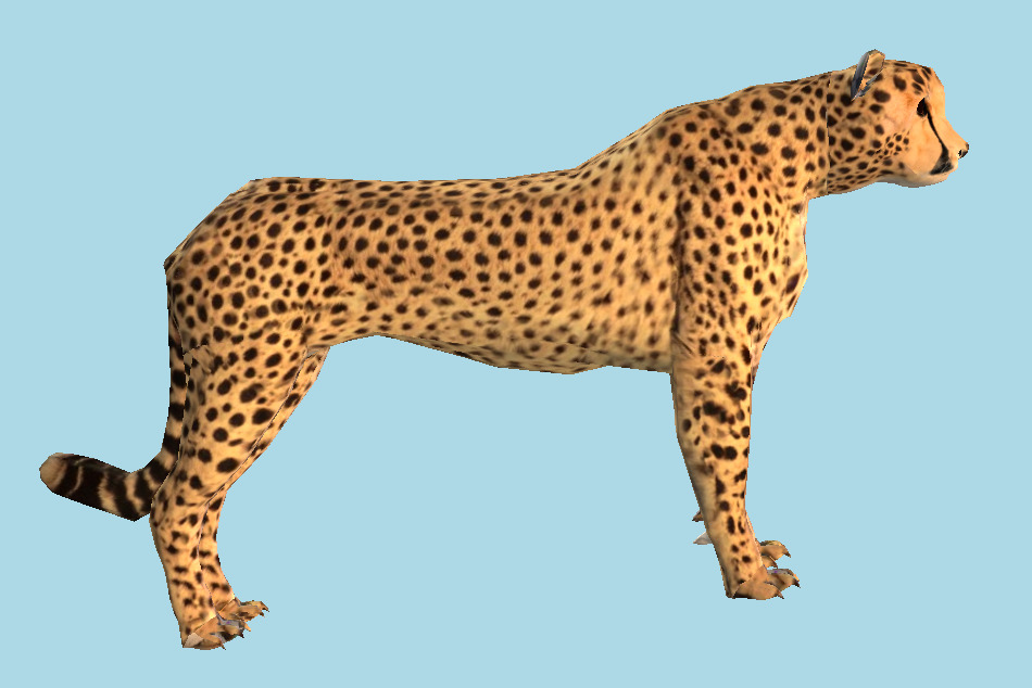 Cheetah Tiger 3d model
