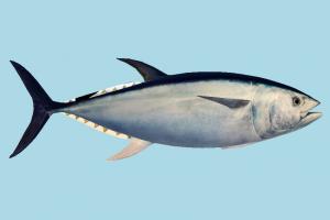 Tuna Fish fish, sea-creature, fishing, sea, ocean, underwater, tuna