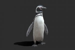 Low Poly Magellanic Penguin bird, penguin, zoo, fbx, arctic, idleanimation, idle-animation, animated, textured, rigged, magellanic, magellanic-penguin