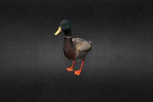 Duck bird, duck, animation