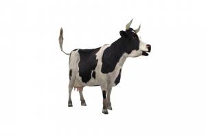 Cow cow, dairy, domestic, rural, bovine, farming, beef, agriculture, cattle, livestock, herd, animal, beelivestock, farmingbeef
