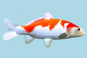 Koi Fish fish, sea-creature, fishing, sea, nature, ocean, animals, marine, invertebrate, angling