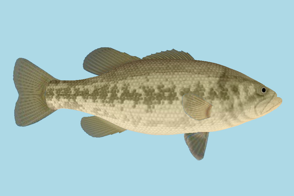 Carp Fish 3d model