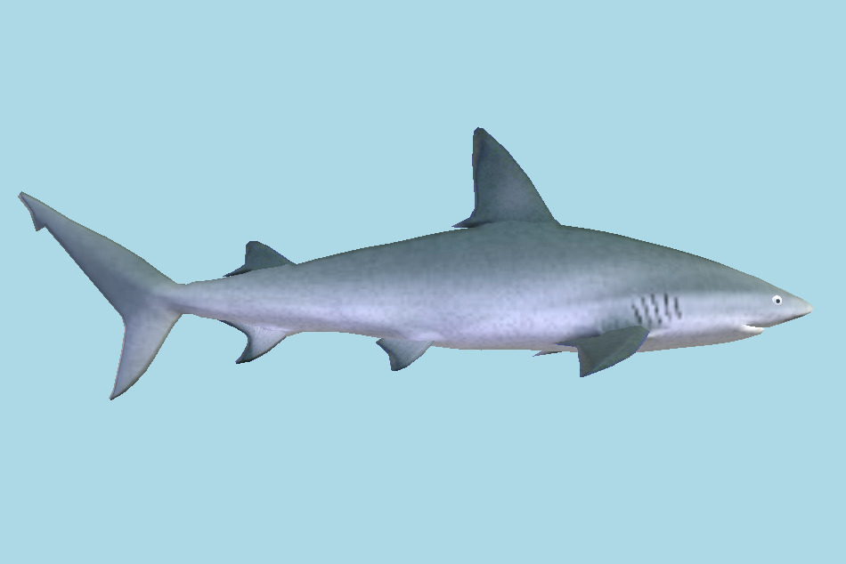 Shark 3d model