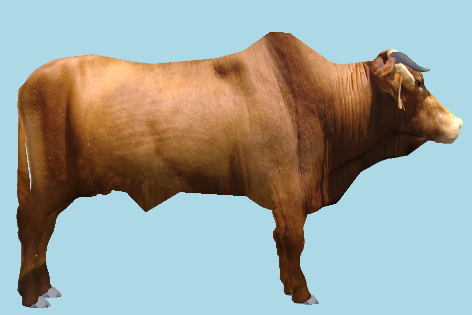 Brahman Bull Cattle 3d model