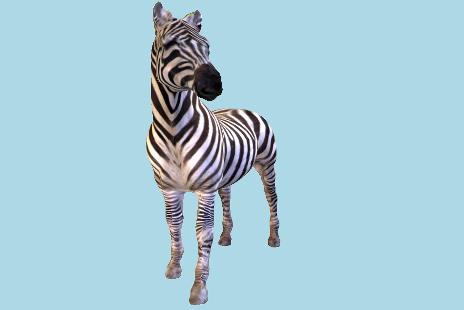 Zebra Animal 3d model
