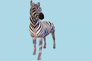 Zebra zebra, animal, animals, wild, nature, mammal, ruminant, zoology, africa, forest, jungle, predator, prey