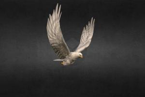 White Eagle Animation Fast Fly bird, eagle, modeling, fly, animal, animation, textured, rigged