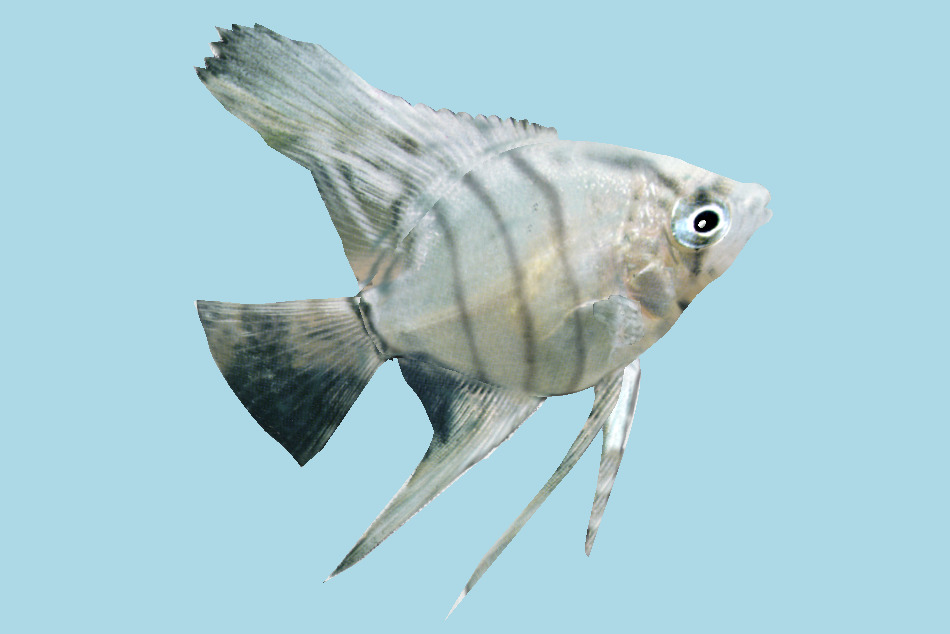 Ptero Fish 3d model
