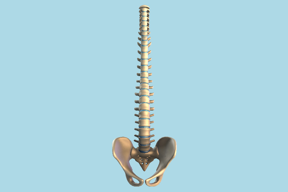 Spine Vertebra Anatomy 3d model