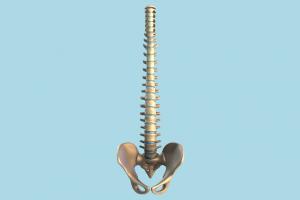 Spine Vertebra skeleton, back-bone, anatomy, biology, organ, bones, bone, column, science, medical, spine, vertebra, structure, study, skeletal