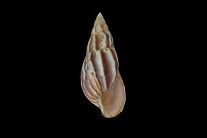 Achatina snail, shell, gastropod, lzcreation, mollusc, achatina, photogrammetry, 3dscan