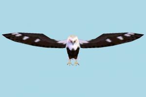 Eagle eagle, falcon, bird, air-creature, nature, predator, wild, lowpoly