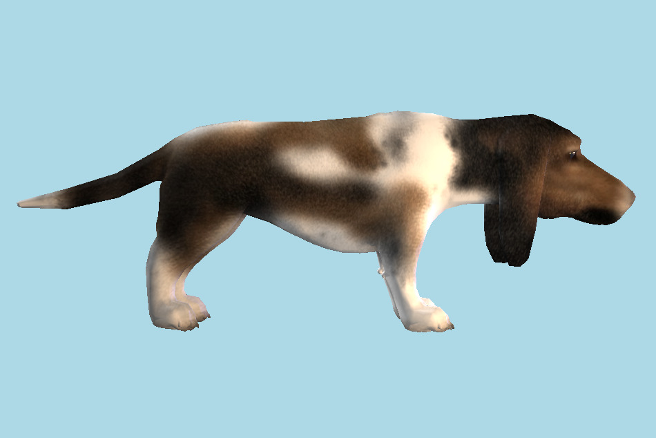 Basset Dog 3d model
