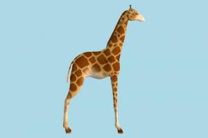 Giraffe giraffe, animal, animals, wild, nature, mammal, ruminant, zoology, zoo