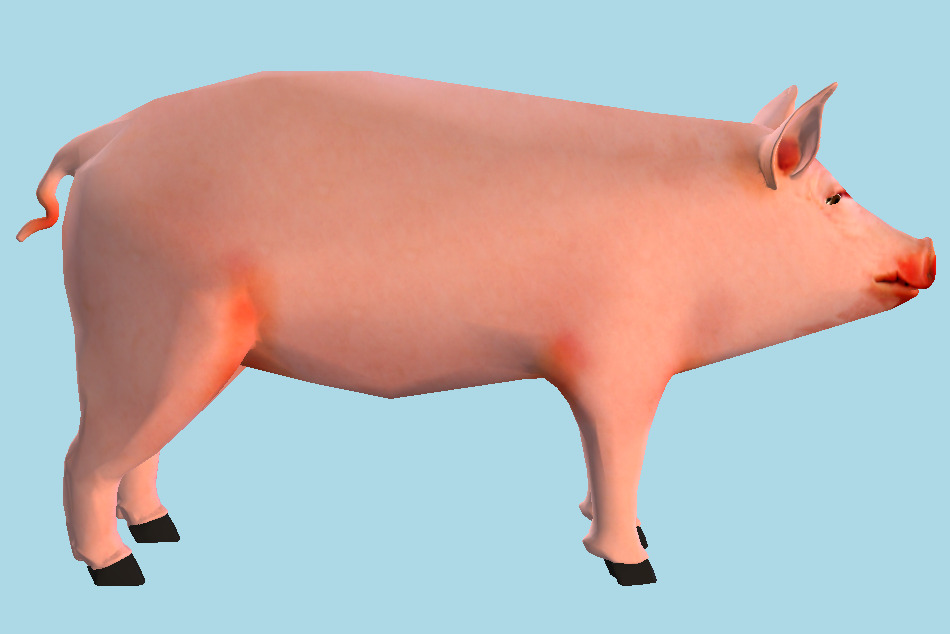 Pig Animal 3d model