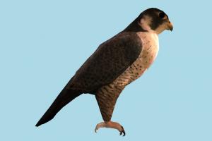 Falcon eagle, falcon, bird, air-creature, nature