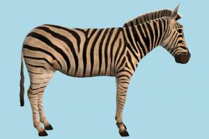 Zebra zebra, animal, animals, wild, nature, mammal, ruminant, zoology, africa, forest, jungle, predator, prey