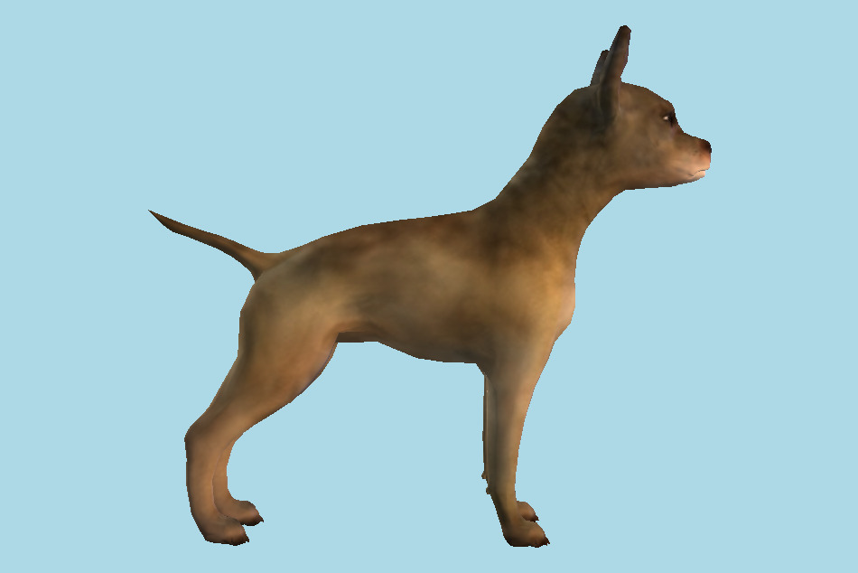 Chihuahua Dog 3d model